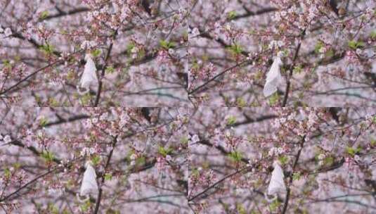 武汉春天花季盛开的樱花与晴天娃娃高清在线视频素材下载