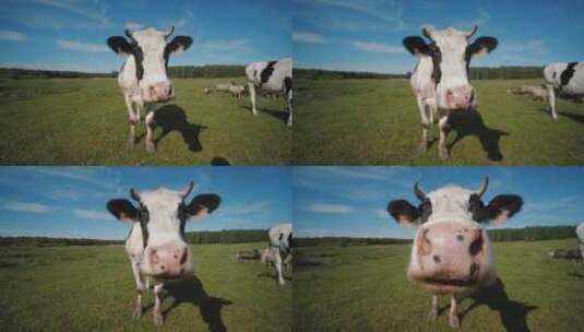 奶牛的特写高清在线视频素材下载