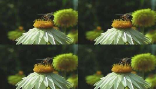 蜜蜂在花朵上采蜜的过程 (2)高清在线视频素材下载