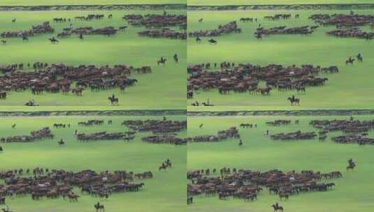 呼伦贝尔草原牧场马群高清在线视频素材下载