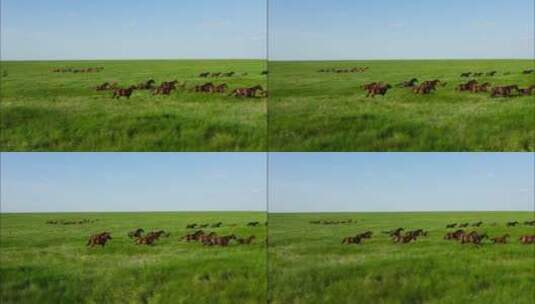 奔跑的马群高清在线视频素材下载