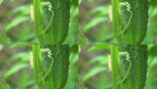 生长的黄瓜高清在线视频素材下载