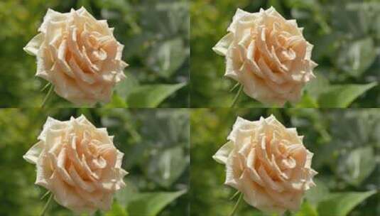 阳光下绽放带有露珠的白色玫瑰高清在线视频素材下载