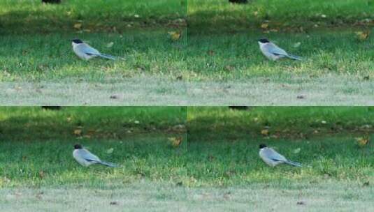 草地上的灰喜鹊在觅食1高清在线视频素材下载
