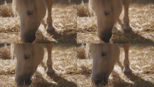 马吃干草的特写镜头 高清在线视频素材下载