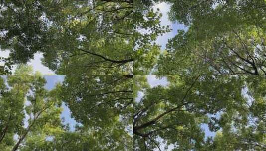 蓝天阳光绿树林 4k高清在线视频素材下载