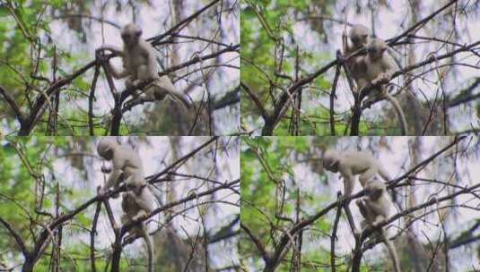 金丝猴幼崽吃植物嫩芽高清在线视频素材下载