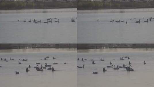 湿地湖泊保护鸟类白天鹅1高清在线视频素材下载