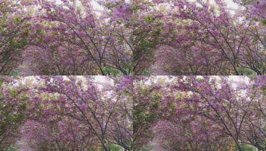 阳光下公园盛开的鲜艳花朵枝叶树叶高清在线视频素材下载