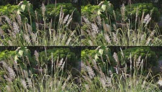 绿色生态自然世界随风摆动芦苇花实拍素材高清在线视频素材下载