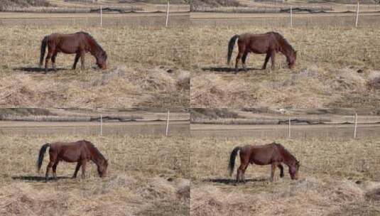 高原枯黄草原吃草的马近景高清在线视频素材下载