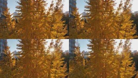 金黄的银杏树高清在线视频素材下载