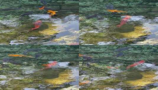 济南5A级景区趵突泉，泉水中的鱼高清在线视频素材下载
