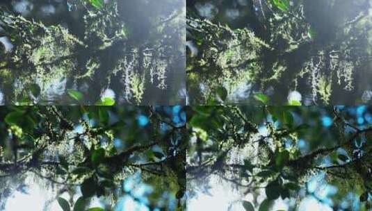 阳光森林下的菌丝高清在线视频素材下载