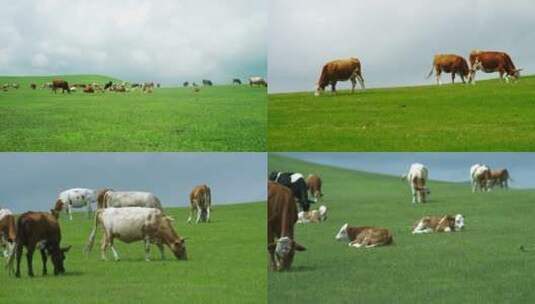 草原上的牛群8高清在线视频素材下载