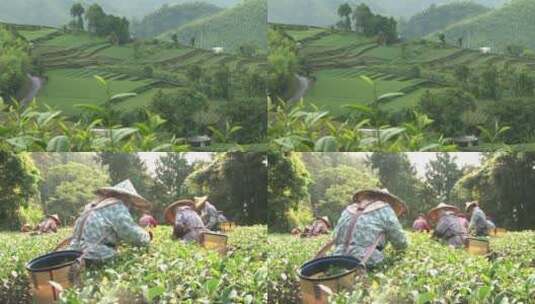 茶茶园茶山风光采茶高清在线视频素材下载