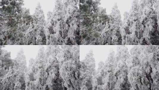 雾淞 雪景 看雪高清在线视频素材下载