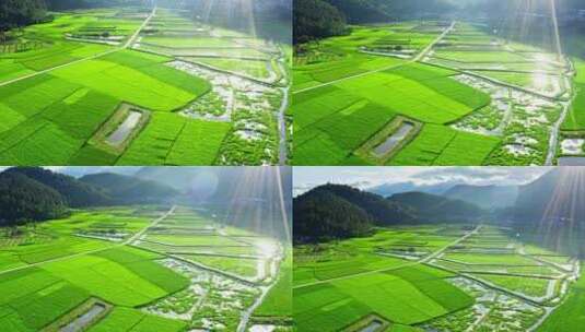 清晨的阳光照亮乡村的绿色稻田高清在线视频素材下载