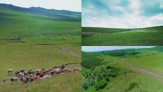 航拍草原峡谷蓝天白云牛群羊群自然风景实拍高清在线视频素材下载