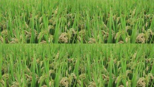 稻田里被风吹动的水稻高清在线视频素材下载