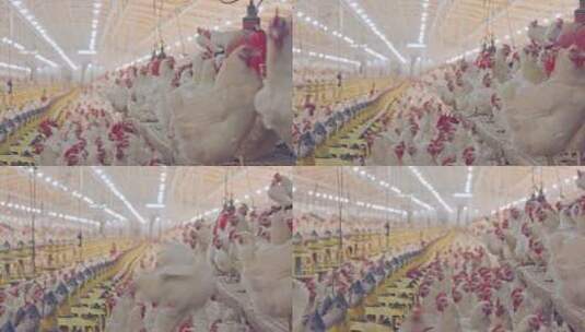大型养鸡场产业三农鸡舍基地饲养养殖高清在线视频素材下载
