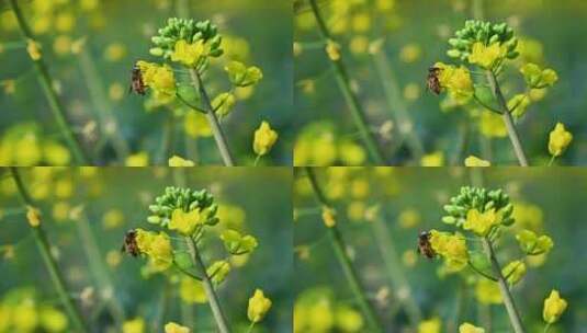 黄色油菜花田与采蜜蜜蜂高清在线视频素材下载