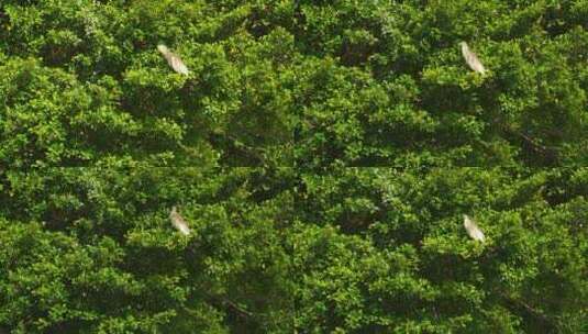 树林枝叶上停留的鸟儿B高清在线视频素材下载
