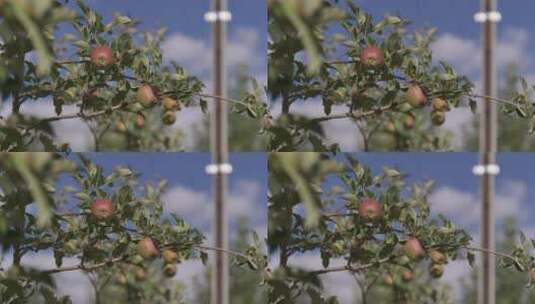 三农苹果高清在线视频素材下载