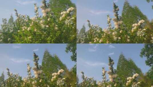 公园里的植物花朵高清在线视频素材下载