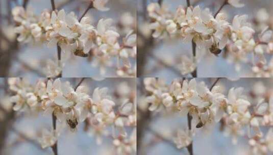 盛开花朵蜜蜂采蜜蝴蝶飞舞高清在线视频素材下载