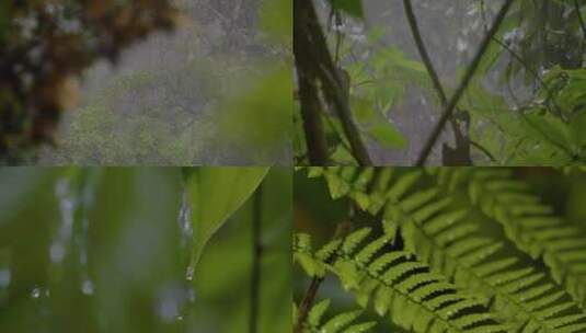 雨淋树林高清在线视频素材下载