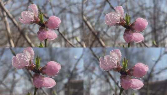 春天盛开的花朵特写高清在线视频素材下载