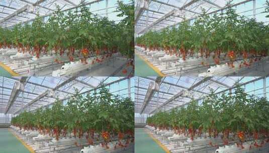 现代化设施大棚西红柿番茄高清在线视频素材下载