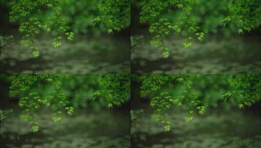 杭州虎跑下雨天雨水打在绿色枫树叶上高清在线视频素材下载