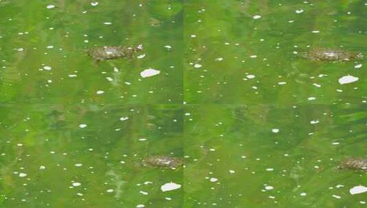 溪流潭水里的乌龟D高清在线视频素材下载