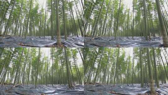 竹林林下经济林下产业高清在线视频素材下载