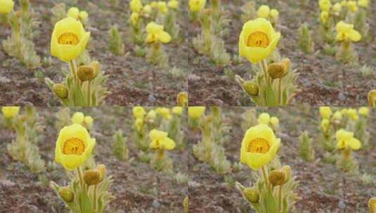 全缘叶绿绒蒿 黄芙蓉 鹿耳菜 高海拔植物高清在线视频素材下载