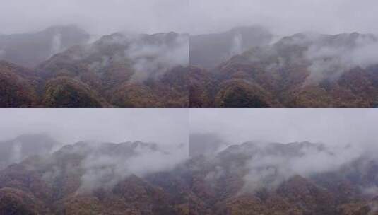 湖北神农架大九湖景区的阴雨秋天高清在线视频素材下载