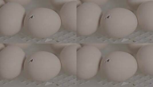 鸡蛋孵化小鸡出壳全过程LOG高清在线视频素材下载