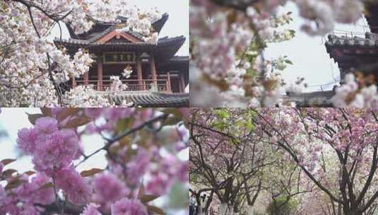 青龙寺遗址樱花特写花海景观风光古建筑高清在线视频素材下载