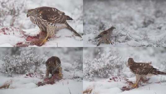冬季雪地鹰隼捕食进食高清在线视频素材下载