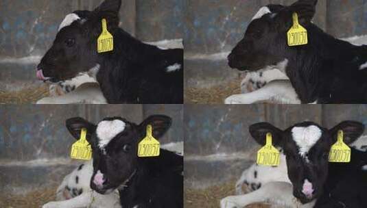 奶牛 小奶牛 奶牛场 奶牛养殖 (174)高清在线视频素材下载