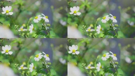 唯美画面春天春意白色花朵花儿高清在线视频素材下载