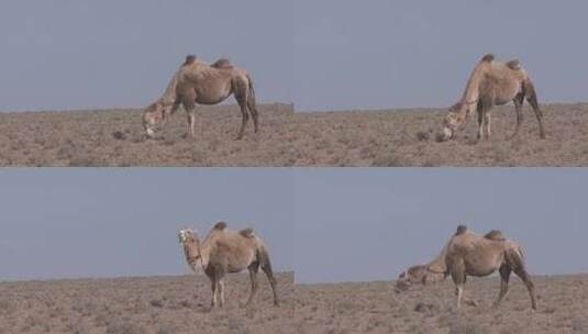 Y1内蒙古乌兰察布四子王旗骆驼吃草1高清在线视频素材下载
