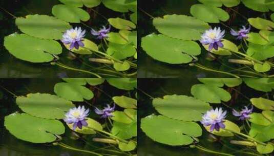 蓝莲花睡莲特写水生花卉高清在线视频素材下载