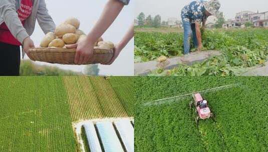 土豆种植高清在线视频素材下载