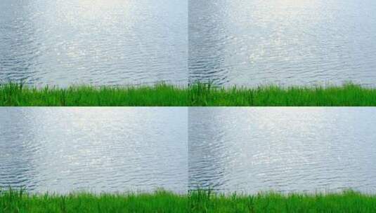 阳光湖面 湖水光斑波光粼粼 湖边水草青草高清在线视频素材下载