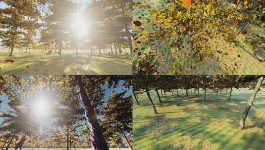 秋天阳光照耀下随风缓慢飘落的树叶高清在线视频素材下载