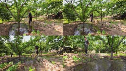 农民干活  农民在果园中给果树浇水高清在线视频素材下载