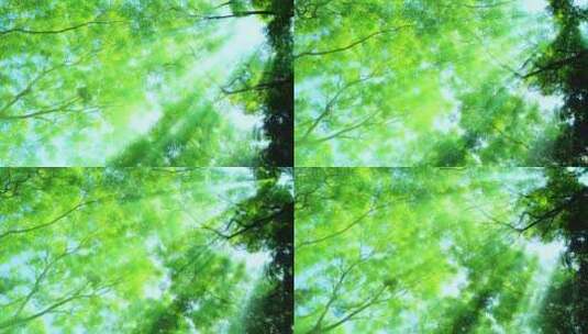 光线阳光穿过森林树林 丁达尔效应 耶稣光高清在线视频素材下载
